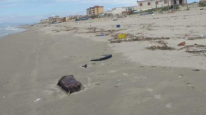 Licola Mare, carcasse di animali e rifiuti in spiaggia